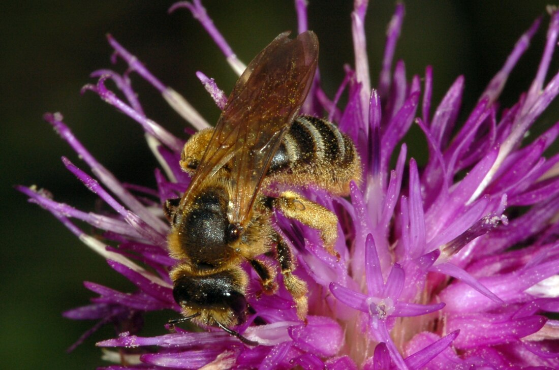 Halictus sexcinctus