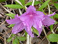 Hampyeong butterfly festival 085.JPG