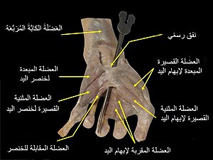 Hand dissection 9-ar.jpg