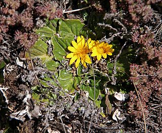 <i>Haplocarpha rueppelii</i> Species of flowering plant