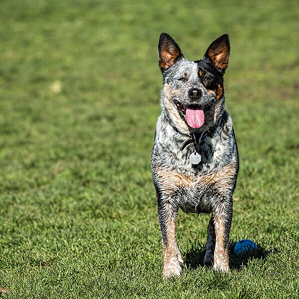 File:Happy pup (45044648881).jpg