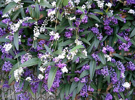 Hardenbergia violacea