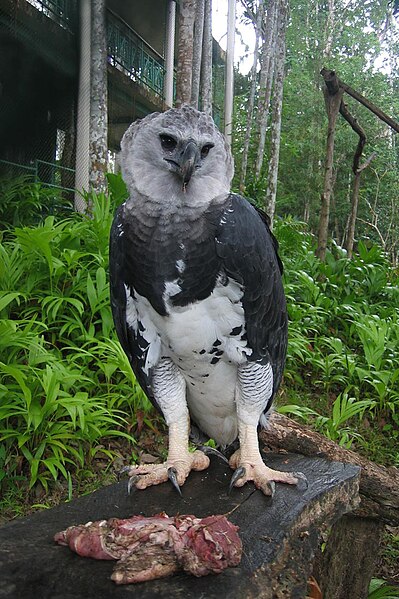 File:Harpy Eagle at the Summit Botanical Gardens and Zoo, Panamá (2004).jpg