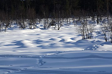 Haukkapesäjoki