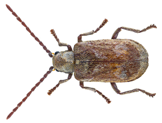 <i>Hedobia</i> Genus of beetles