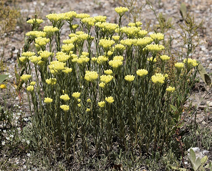 File:Helichrysum sp, Sivas 2017-07-02 01-1.jpg