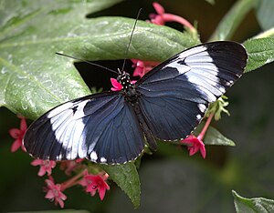 Heliconius cydno.jpg