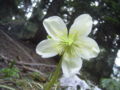 Helleborus niger