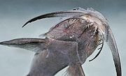 Peřovec blanitovousý (Hemisynodontis membranacea) má tři páry vousů: nejlépe jsou vyvinuty vousy maxilární, dva páry mandibulárních vousů jsou zpeřené