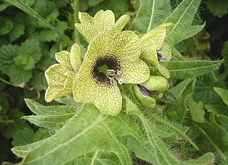 Hyoscyameae Tribe of flowering plants