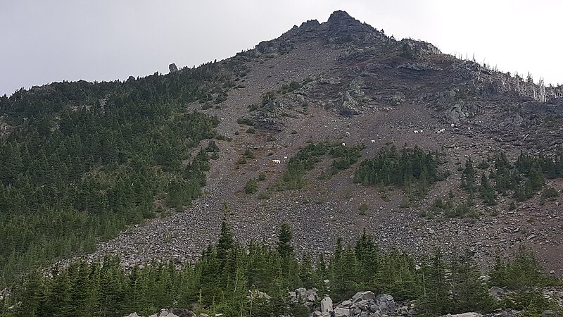 File:Herd of mountain goats on Three Fingered Jack.jpg