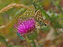 Hesperiidae - Hesperia comma.JPG