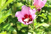 Deutsch: Eine Hibiscusblüte im Wienerwald, in der sich eine Biene tummelt
