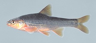 <span class="mw-page-title-main">Highback chub</span> Species of fish