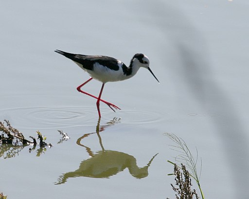 Himantopus melanurus 6