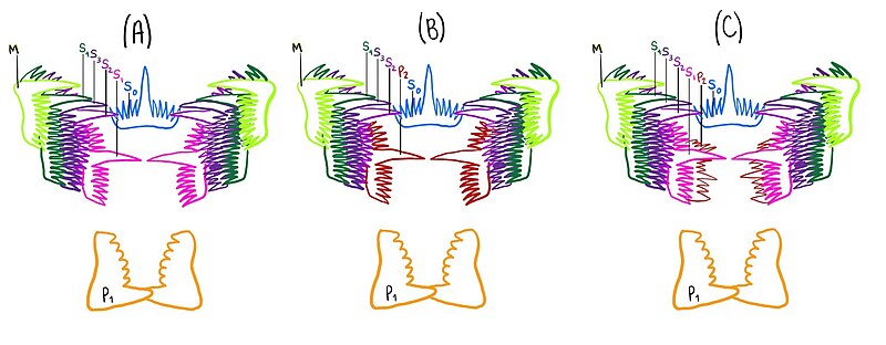 File:Hindeodus Apparatus Hypotheses.jpg