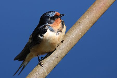 Barn Swallow