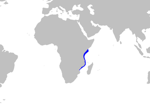 Holohalaelurus melanostigma distmap.png