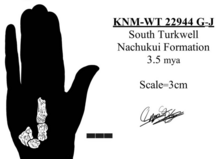 Hominin hand remains from South Turkwel. Hominin KNM-WT 22944 G-J.png