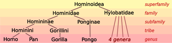 Sapiens Taxonomy Chart