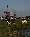 Hoogmade Grosmolen met koeien.jpg