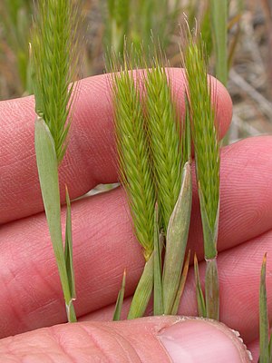 Hordeum pusillum (3877588841).jpg