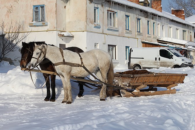 圖為馬拉雪橇，攝於烏克蘭東部文尼察附近的斯拉夫內村。