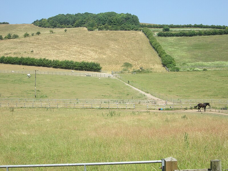 File:Horse in a field at Thurle Down - geograph.org.uk - 5836034.jpg