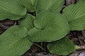 * Nomination Hosta capitata --PumpkinSky 01:25, 29 July 2017 (UTC) * Promotion Good quality. --Vengolis 01:56, 29 July 2017 (UTC)