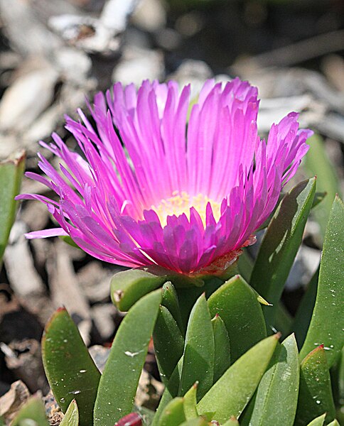 File:Hottentot Fig (Carpobrotus) (4650911218).jpg