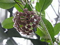 Hoya purpureofusca