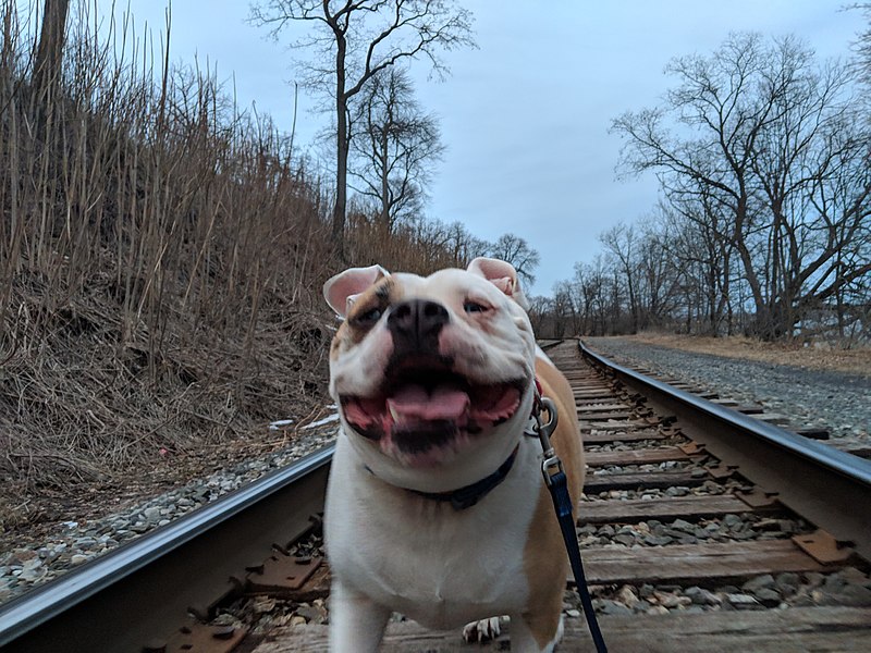 File:Huey the American Bulldog.jpg