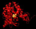Human UDP-glucose pyrophosphorylase isoform 1 subunit in complex with UDP-glucose.png