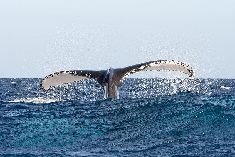 File:Humpback Whales - Flickr - Christopher.Michel (33).jpg