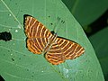 Hyphilaria thasus (Riodininae), Brazylia