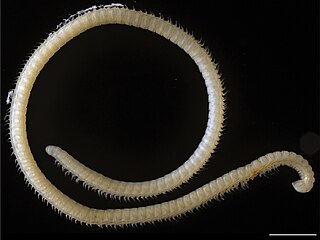 <i>Illacme tobini</i> Species of millipede