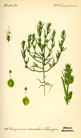 Siauralapis drugialaišis (Corispermum hybridum)