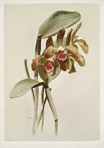 File:Illustration from Reichenbachia Orchids by Frederick Sander, digitally enhanced by rawpixel-com 132.jpg