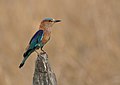 * Nomination Indian Roller in central India. By User:Shankar Raman --PJeganathan 03:55, 25 June 2017 (UTC) * Promotion Good quality. --Ermell 07:38, 25 June 2017 (UTC)