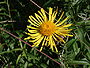 Wilgalant (Inula salicina)