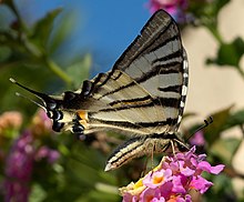 Iphiclides podalirius 28 4 18.jpg