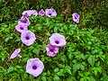Denwa Backwater Escape - Satpura Tiger Reserve - Besharam – literally  meaning shameless Railway Creeper (Ipomoea cairica) is also known as  Morning Glory. It is an evergreen creeper with delicate and beautiful