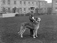 Member of the Irish Guards, pictured at Waterford Barracks with the regiment's mascot, an Irish Wolfhound named Leitrim Boy.