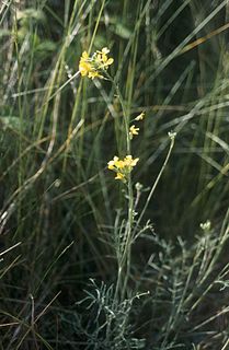 <i>Coincya</i> Genus of flowering plants in the cabbage family Brassicaceae