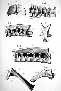 Illustrations of various Istiodactylus bones, including the neck vertebrae and notarium Istiodactylus bones.jpg