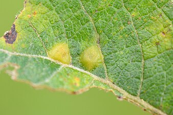 Iteomya cfr capreae on Salix cfr cinerea