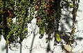 Image 483Common ivy (Hedera helix) on a wall, Calçada do Lavra, Lisbon, Portugal