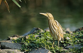 Un blongios nain, ou butiron (Ixobrychus minutus). (définition réelle 650 × 420*)