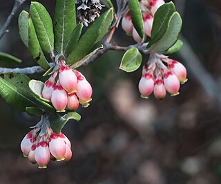 <i>Xylococcus bicolor</i> Species of flowering plant