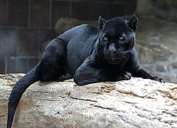 Un jaguar noir au zoo Henry Doorly, aux États-Unis.